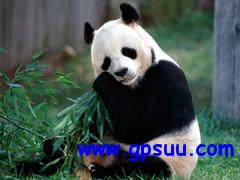 很小很卡通 吉利熊猫廉价导航方案出炉 很小很卡通 吉利熊猫廉价导航方案出炉